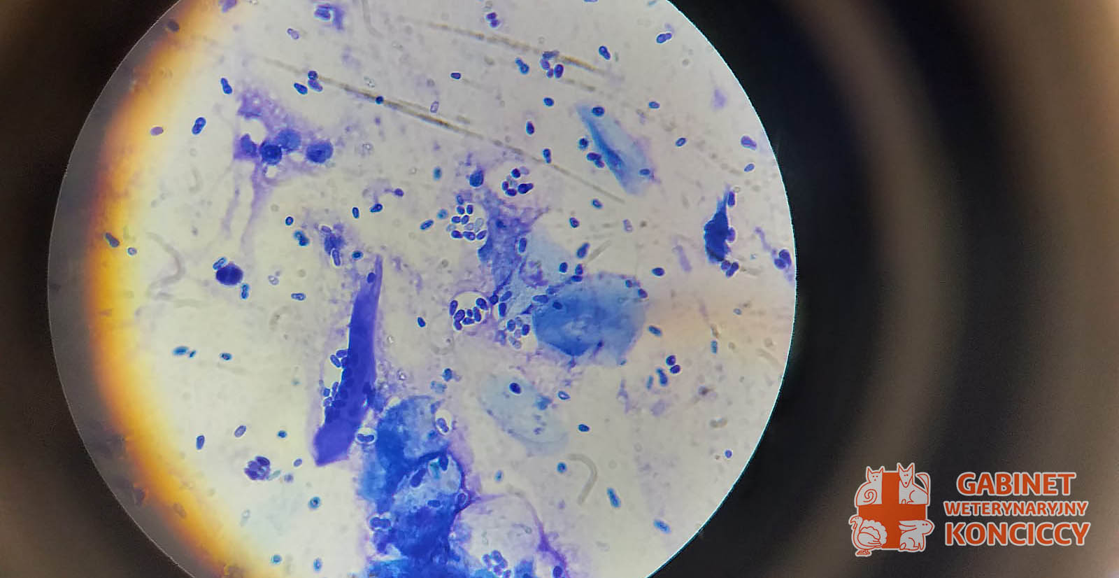 Badanie cytologiczne zwierząt